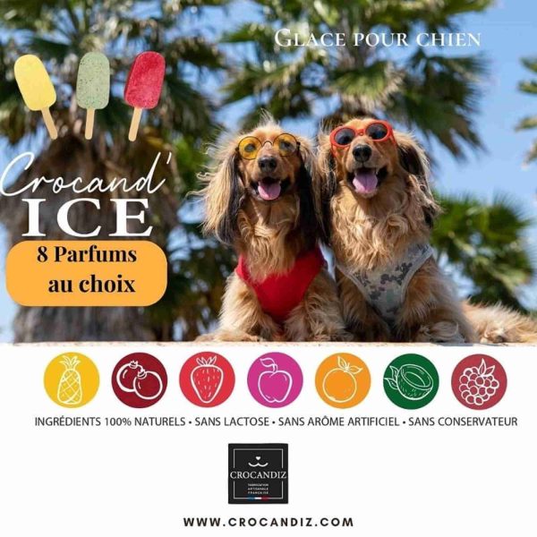 Crocandiz Dessert glacé pour chien