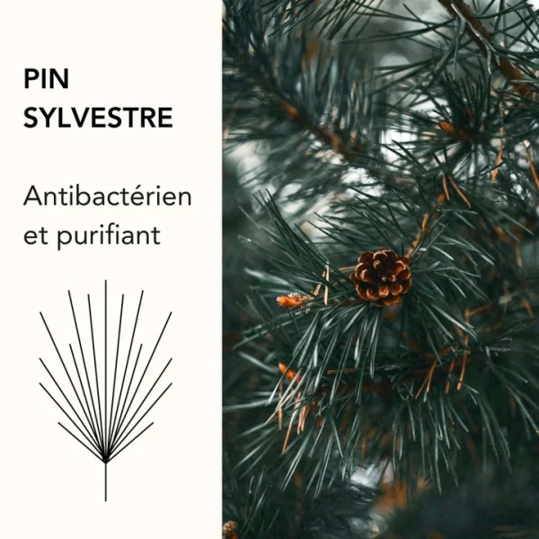 Velavi pin sylvestre parfum boise 720x